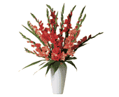 Glorious Gladioli!, picture