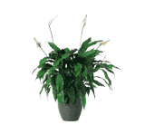 Spathiphyllum Plant, picture