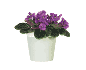 Purple African Violet, picture