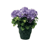 Blue Hydrangea, picture