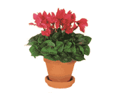 Sensational Cyclamen, picture