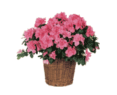 Pink Azalea, picture