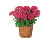 Purple Chrysanthemum, picture