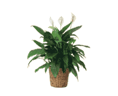 Large Spathiphyllum Plant, picture