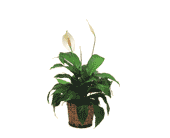 Small Spathiphyllum Plant, picture