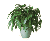 Xanadu Philodendron, picture