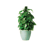 Proud Pothos, picture