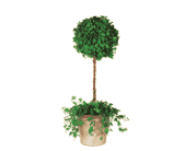 Ivy Topiary, picture