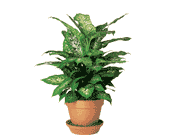 Dieffenbachia, picture