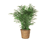 Parlor Palm, picture