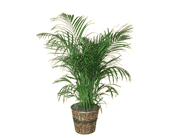 Areca Palm, picture