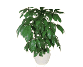 Schefflera, picture