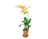 Yellow Oncidium Orchid, picture