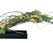 Gracious Curve, picture