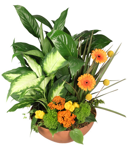 Botanical Garden Plants & Fresh Flowers