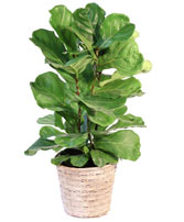 Fiddle Leaf Fig House Plant