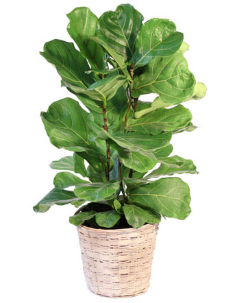 Fiddle Leaf Fig House Plant in Angier, NC | JJ's Flowers