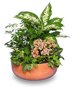 GARDEN PLANTER Green & Blooming Plants