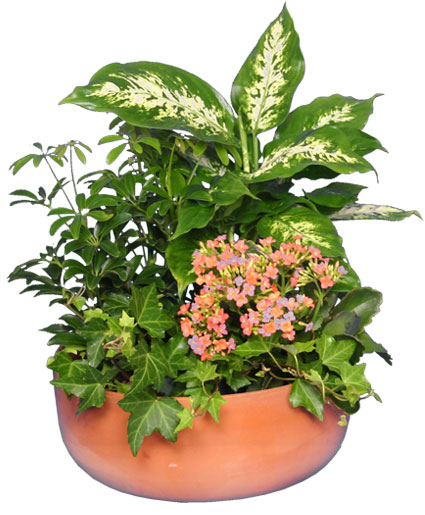 GARDEN PLANTER Green & Blooming Plants