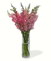 Pink Snaps Pink Snapdragons in a clear glass vase. Available in more colors