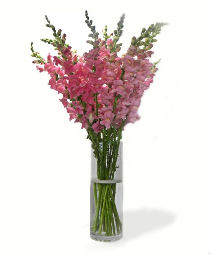 Pink Snaps Pink Snapdragons in a clear glass vase. Available in more colors