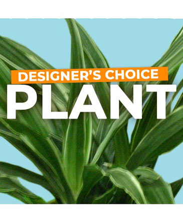 Plant Selection Designer's Choice in Angier, NC | JJ's Flowers