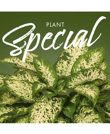 Plant Special Designer's Choice in Angier, NC | JJ's Flowers