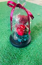 Teddy Bear Love Rose 