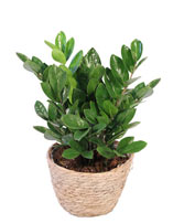 ZZ Plant House Plant