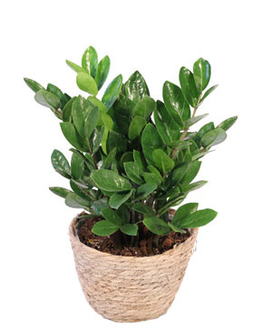 ZZ Plant House Plant